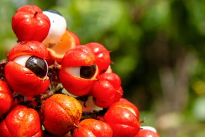 Zázračná Guarana pro lepší náladu i na hubnutí