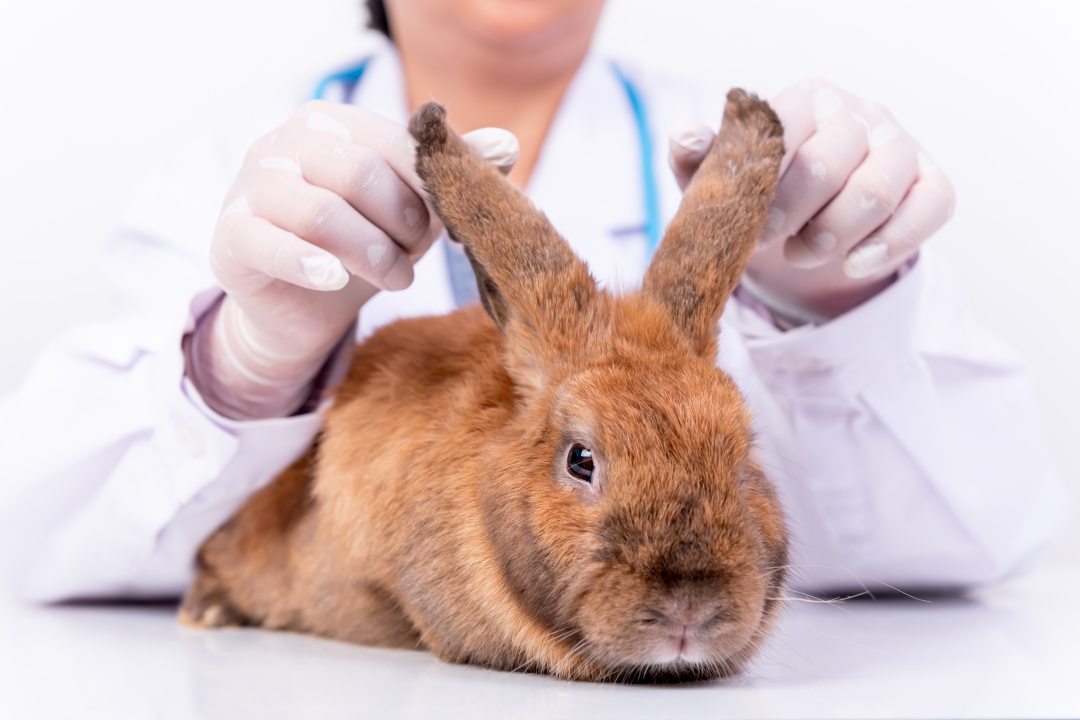 Veterinární léky pro zvířecí pacienty - obrázek 03