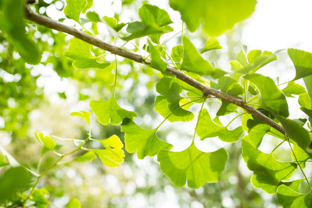 jinan dvoulaločný - gingko biloba - k čemu je dobrý - 01