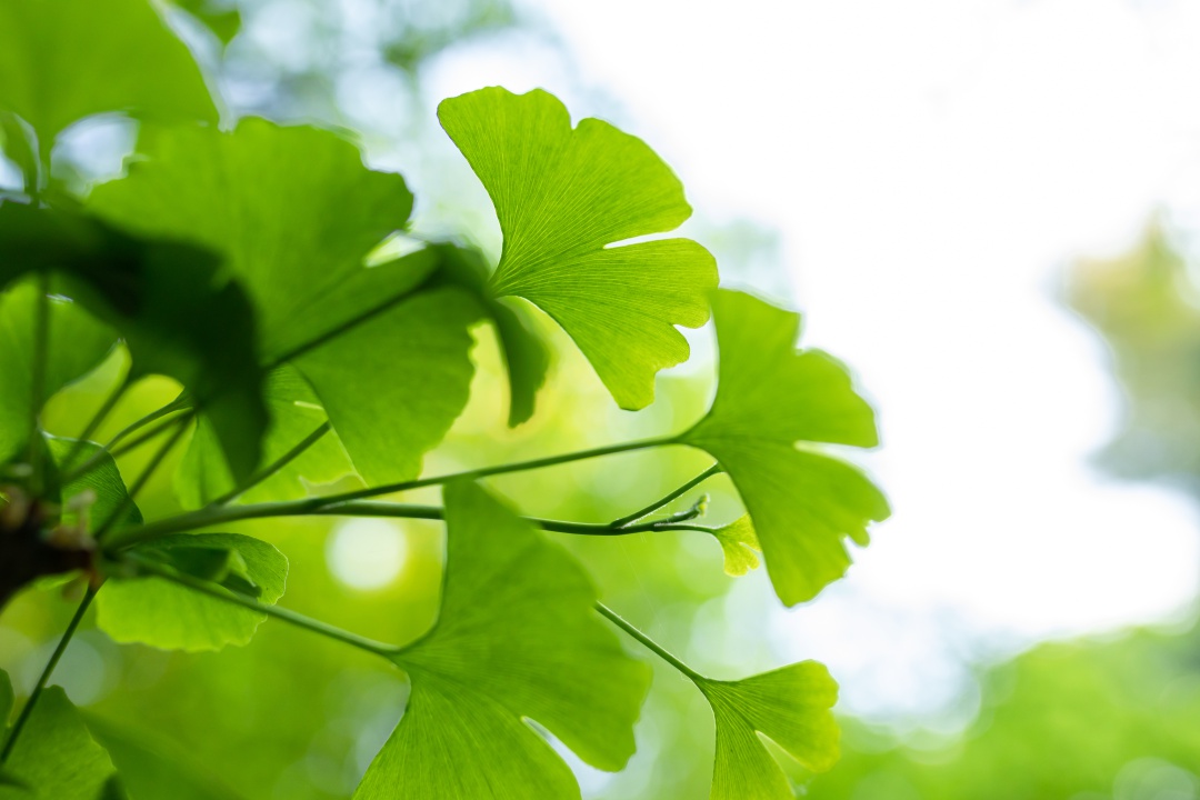 jinan dvoulaločný - gingko biloba - k čemu je dobrý - 02